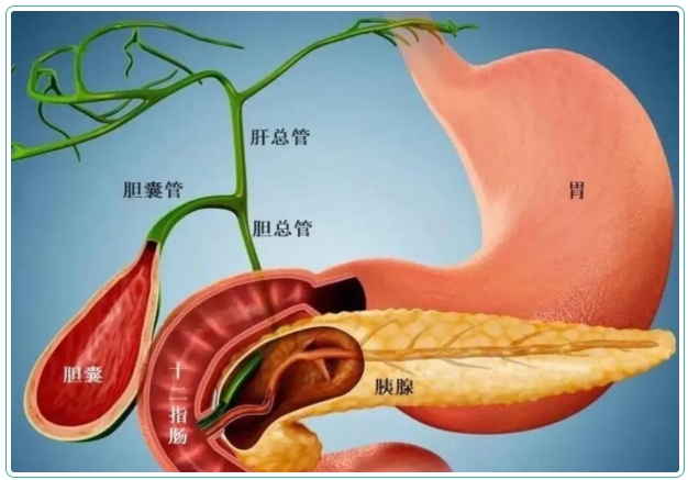 五院專家講堂 | 了解常見膽囊疾病，保護好您的健康！